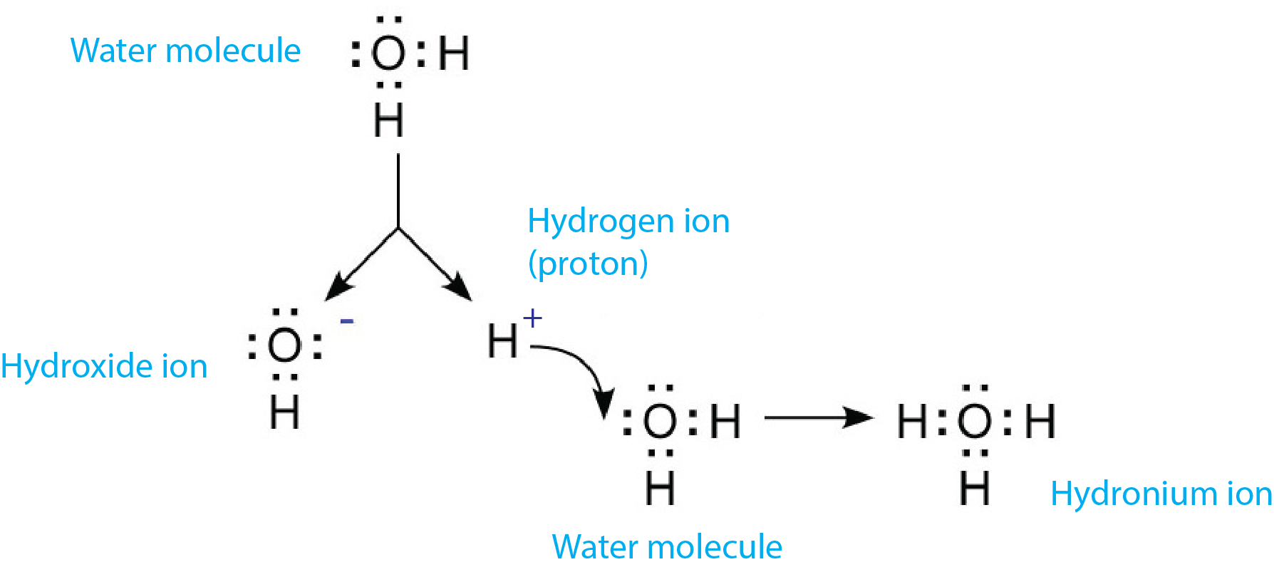 Dissociation-and-formation-of-hydronium.png